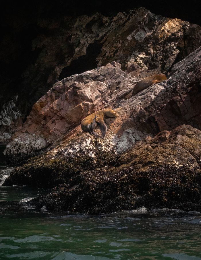 Steller sea lions bask on rocky cliffs by the ocean in Paracas, Peru.